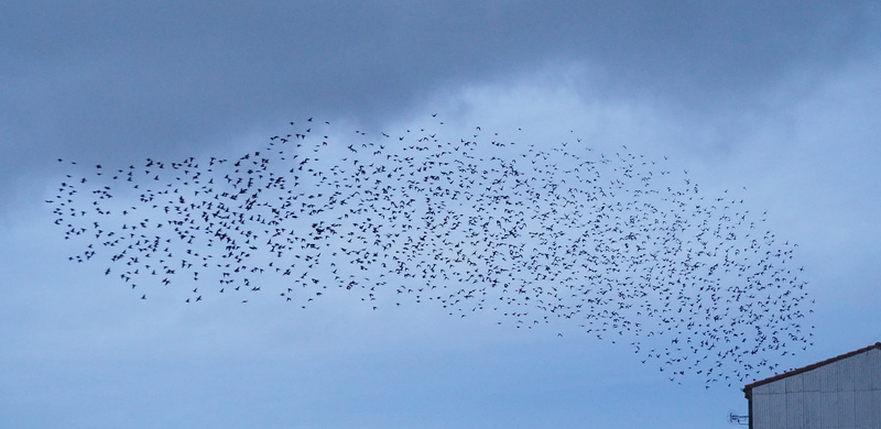 flock, low angle view, animals in the wild, vertebrate, blackbird, no people, animal, window, cloud - sky, bird, motion, sea life, amusement park, Birds