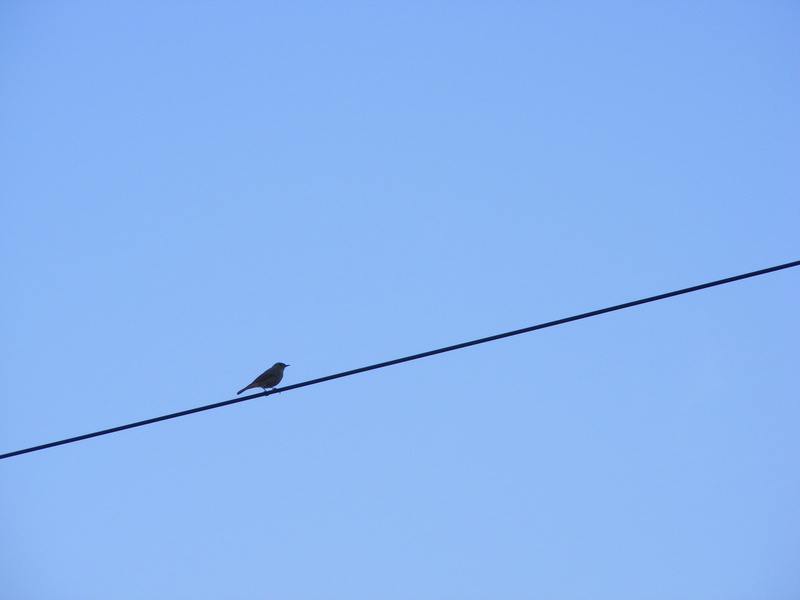 telephone line, nature, animal themes, electrical equipment, outdoors, directly below, animal, vertebrate, blue, wire, power cable, alone, low angle view