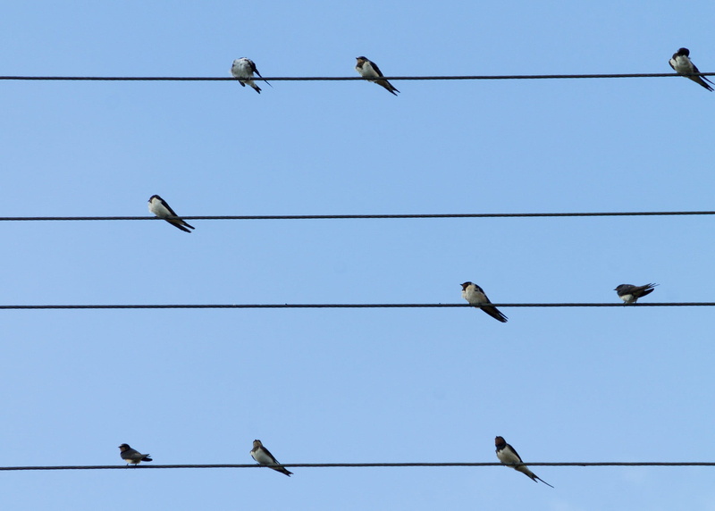 perching, power line, flock of birds, clear sky, vertebrate, animal themes, blue, perched, electric, power supply, outdoors, animal photography, group of animals