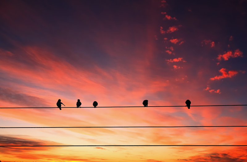 chirping, perching, connection, silhouette, romantic sky, electricity, photo, power supply, birds, wire, 5K, animals, animal, flock of birds, sunset, power line