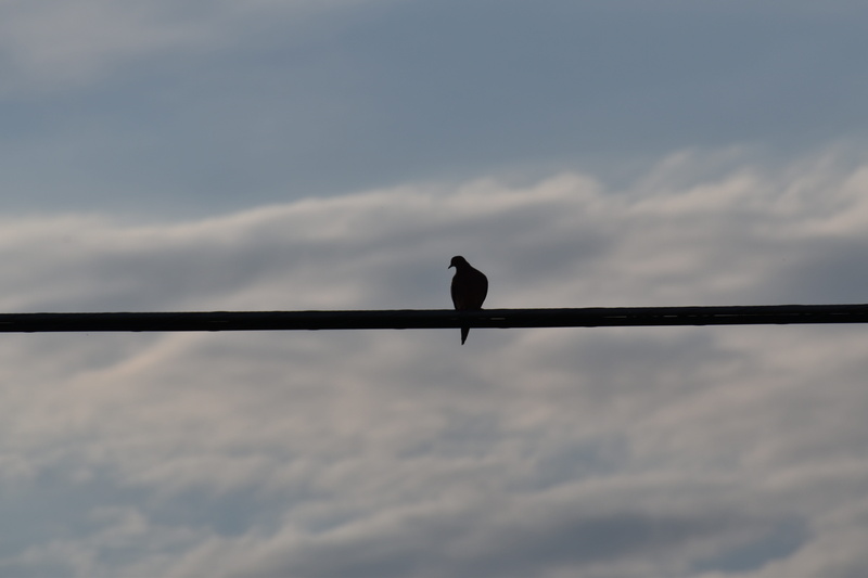 no people, animal themes, day, Silhouette, beauty in nature, 5K, nature, low angle view, dusk, animal, Bird On A Wire, wildlife, animals in the wild, cable