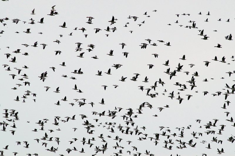 abundance, 5K, bird, geese, mid-air, group Of Animals, day, animals in the wild, motion, flying, haze, no people, flock Of Birds, large Group Of Animals