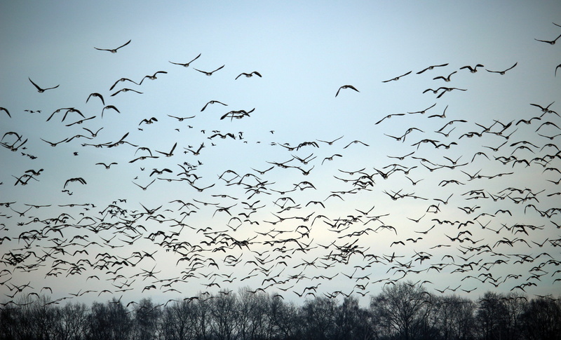 flying, wild geese, group of animals, animal wildlife, animal themes, low angle view, no people, tree, migrating, mid-air, 5K, birds, winter, plant, water bird