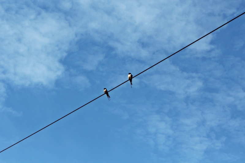 nature, birds, technology, bird, day, power control unschwalben, electricity, black, two, lines, blue, low angle view, swallows, animal wildlife, wire