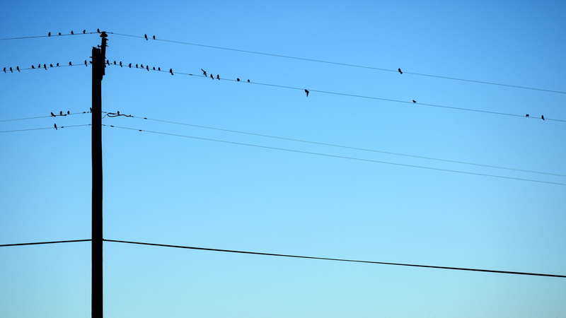 vertebrate, bird, telephone pole, close-up, power Line, technology, low angle view, silhouette, group of animals, telephone line, electricity, daytime
