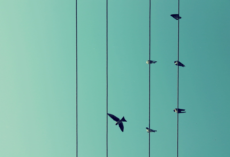 lock, electric, hanging, metal, sunlight, outdoors, nature, wall - building feature, safety, Sky, Wires, blue, day, Birds, Flight, architecture, security