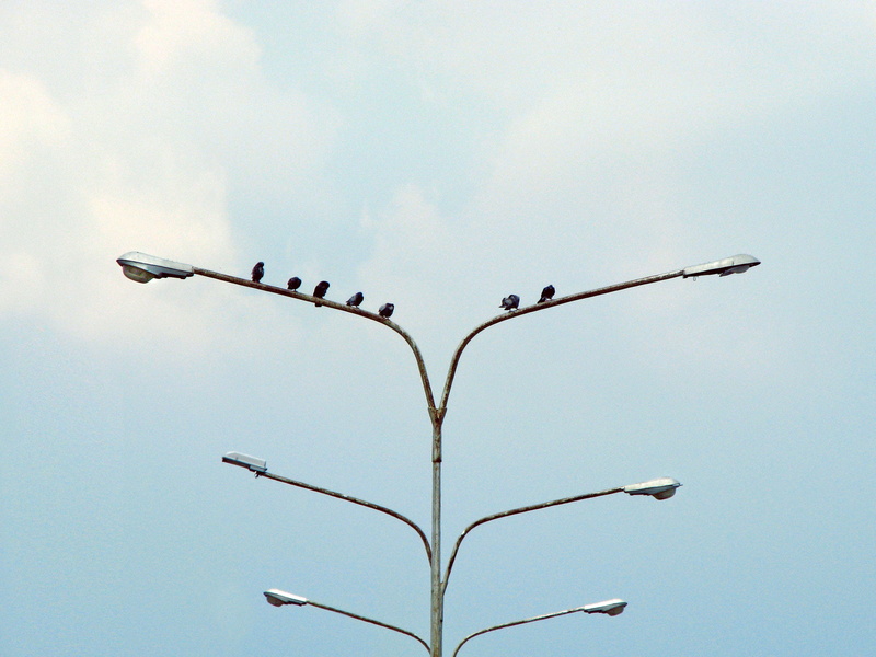 post, minimalism, blue, unbalanced, no people, flying, animal, lamp, flock, sky, outdoors, nature, plant, tree, vertebrate, bird, ominous, group of animals
