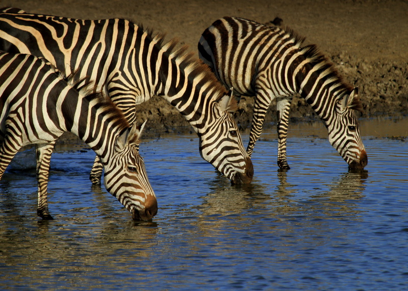 drink, mammal, 4K, zebras, animal wildlife, vertebrate, lake, watering hole, river, herd, zebra, nature, striped, group of animals, water, no people, animal