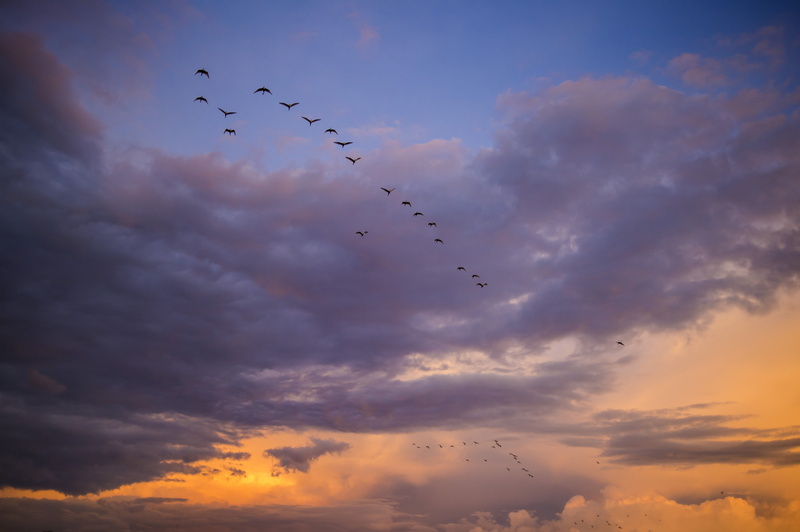 photography, mid-air, cloud - sky, low angle view, animals in the wild, scenics - nature, animal themes, africa, 4K, flock, clouds, flying, beauty in nature