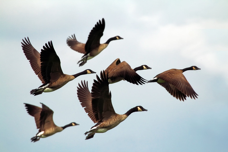 day, full length, group of animals, 1080P, animal themes, hdr, wildlife, vertebrate, mid-air, motion, geese, flock of birds, nature, flock, no people