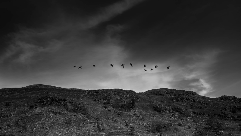 no people, gray, scenic, geese, birds, 5K, black, bird, beauty in nature, mountain, animal themes, scenics - nature, wild, animals in the wild, group of animals