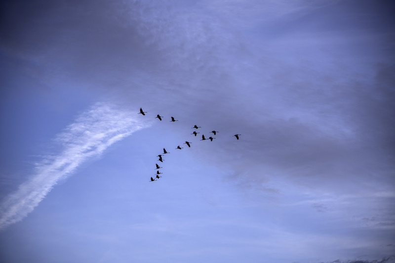 V Formation, public domain, nature, flying, group Of Animals, cooperation, animal, cloud - sky, formation, sky, no people, on the move, photos, plane, vertebrate