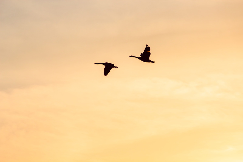 silhouette, geese, vertebrate, goose, mid-air, no people, birds, copy space, two, animal wildlife, nature, feather, animal, canada geese, cloud - sky, flying
