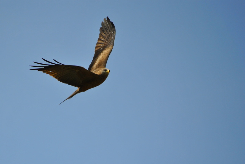 animals in the wild, eagle, animal body part, animal themes, tanzania, copy space, bird, sky, flight, flying, nature, clear sky, no people, 2K, low angle view