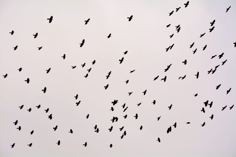 vertebrate, fly, bird, group of animals, flock, crow, animal themes, motion, outdoors, photo, ali, flying, no people, large group of animals, angle, low angle view