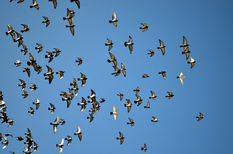angle, motion, Pigeons, Blue, blue, low, group of animals, flock of birds, spread wings, no people, background, Bird, Sky, large group of animals, flying