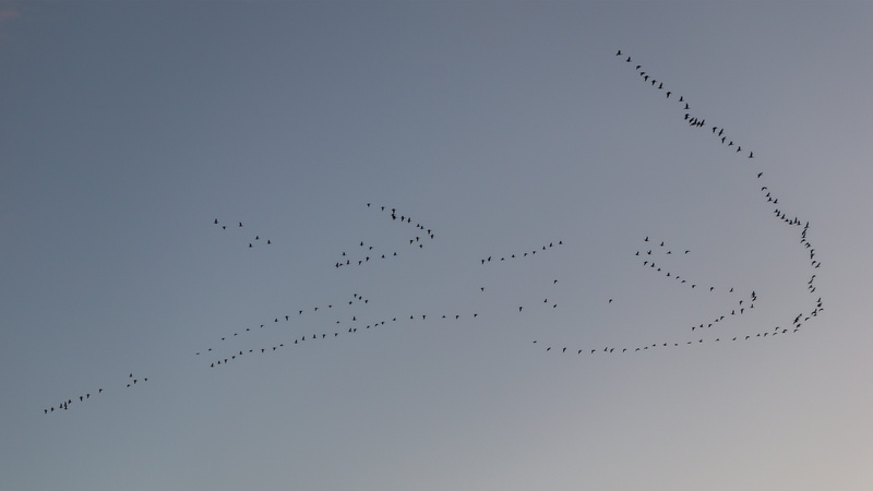 fly, autumn, sky, migratory birds, animal migration, formation flight, mid-air, group of animals, photo, winter, water bird, vertebrate, animal themes