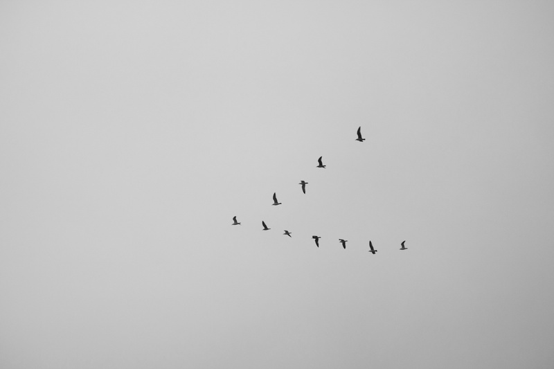 clear sky, 5K, vertebrate, group of animals, no people, silhouette, animal, flock of birds, flying, togetherness, photo, mid-air, low angle view, animal themes