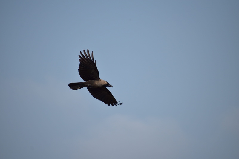 clear sky, outdoors, bird flight, animal themes, 5K, day, one animal, nature, animal wildlife, eagle, mid-air, bird of prey, sky, low angle view, no people