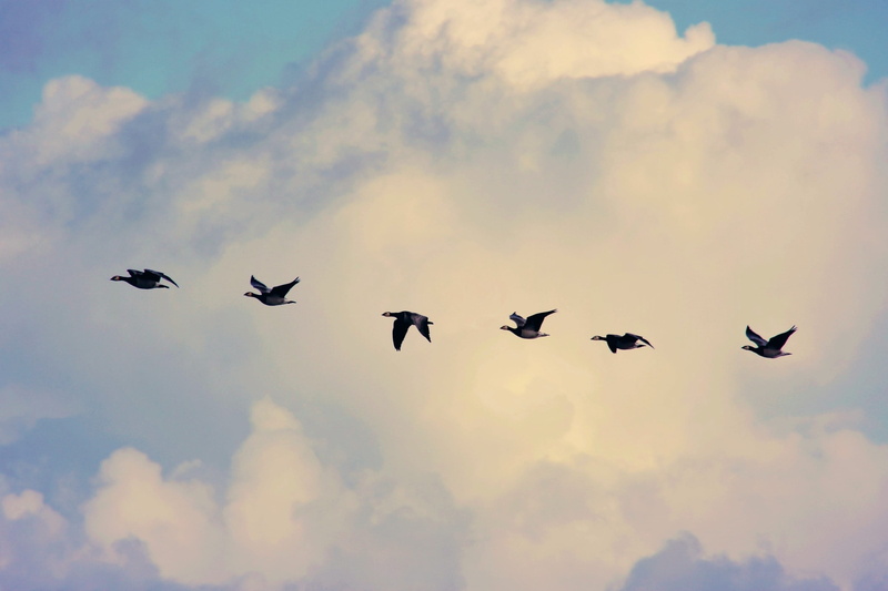 large group of animals, migratory birds, silhouette, animal wildlife, animal, vertebrate, collect, 2K, travel, sky, cloud - sky, beauty in nature, wind