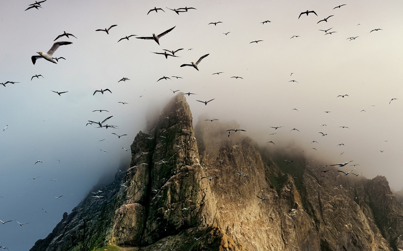 near, mountain, sky, landscape, scenics, vertebrate, animal wildlife, marine, nature, St. Kilda archipelago, animal Wing, outdoors, bird, migrating, flock of birds