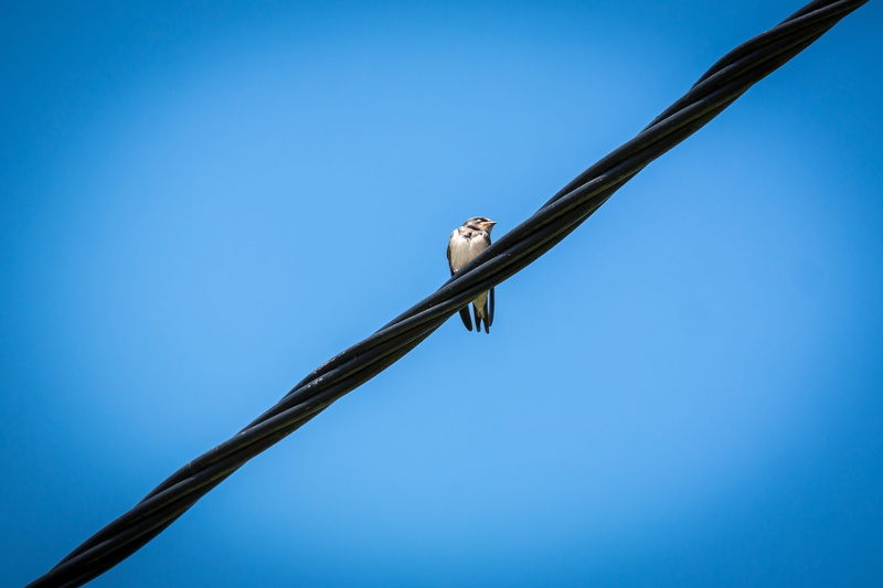 daylight, feathers, bird, energy, wire, low angle view, outdoors, day, nature, perching, animals in the wild, clear sky, bright, blue, one animal, power line