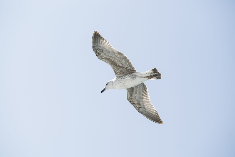dom, vertebrate, turkey, copy space, clear sky, white, bird, great, background, no people, gull bird, motion, mid-air, vivid color, loves nature, fly, composition
