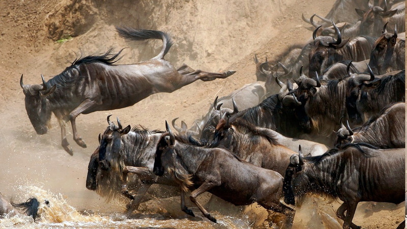 720P, herbivorous, wildebeest, mammal, large group of animals, animals in the wild, no people, motion, animals, antelope, animal migration, animal wildlife