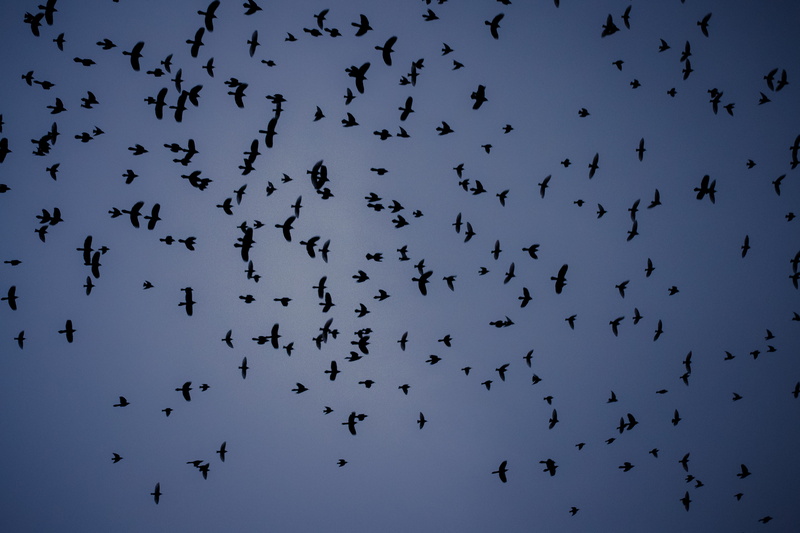 birds, bird, togetherness, animal, dusk, vertebrate, animals in the wild, beauty in nature, animal wildlife, nature, group of animals, silhouette, low angle view