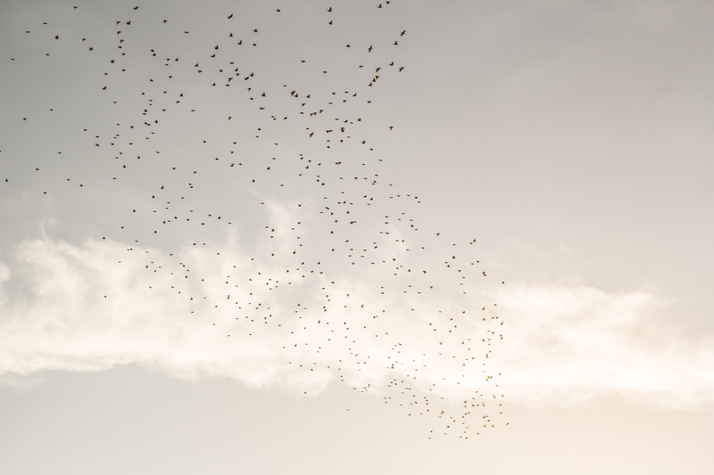 bird, flying, flock, animal themes, 5K, animal migration, vertebrate, cloud - sky, large group of animals, animal, beauty in nature, no people, sunset