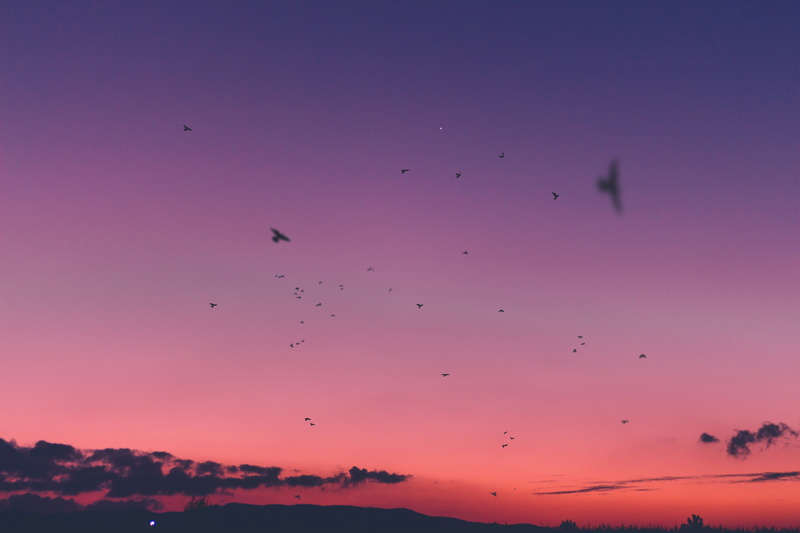 national Wildlife Reserve, sun, pink color, vertebrate, backgrounds, freedom, mid-air, beauty In Nature, blue, large Group Of Animals, sunrise - Dawn, dusk