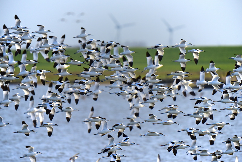 beauty in nature, nature, animal Wing, colony, avocet, bird, no people, flying, 5K, group Of Animals, water, day, bird migration, motion, wildlife, snow Goose