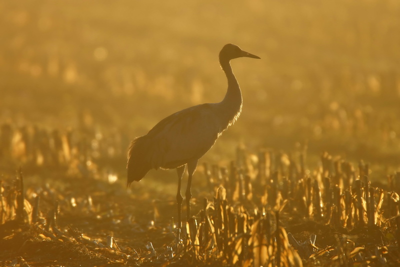 5K, black, focus on foreground, day, wildlife, water, vertebrate, sky, swamp, beauty In Nature, animals In The Wild, nature, sunlight, lake, animal wildlife