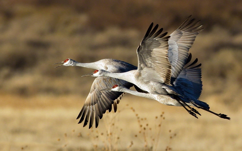 beak, bird Watching, spread wings, full length, outdoors, animal, wildlife, animal themes, gray, storks, 720P, three, birds, motion, animal Wing, sky