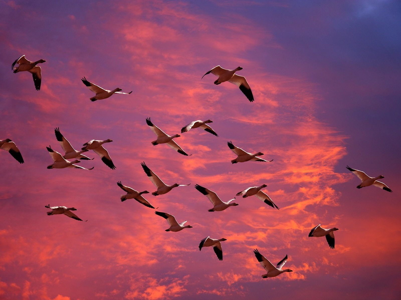 Washington, Goose, low angle view, flying, Bird, flock of birds, Sky, Migration, motion, Sunset, animal wildlife, vertebrate, mid-air, group of animals
