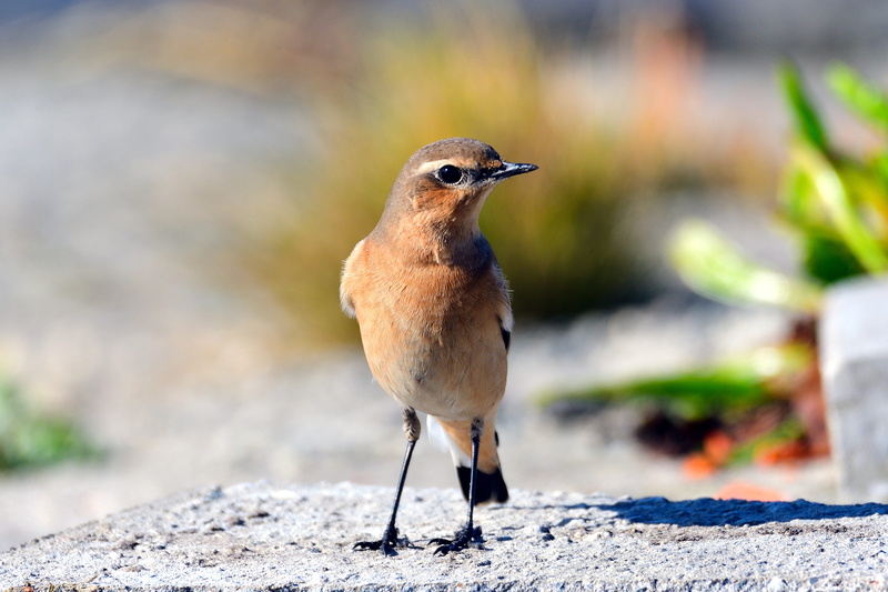 robin, solid, outdoors, perching, sunlight, selective focus, mourning dove, songbird, one animal, bird, full length, close-up, animal wildlife, nature