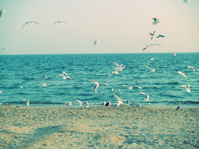 sea Bird, flying, summer, group Of Animals, animal Wing, beach, animal themes, large Group Of Animals, water, blue, beauty In Nature, shore, vertebrate