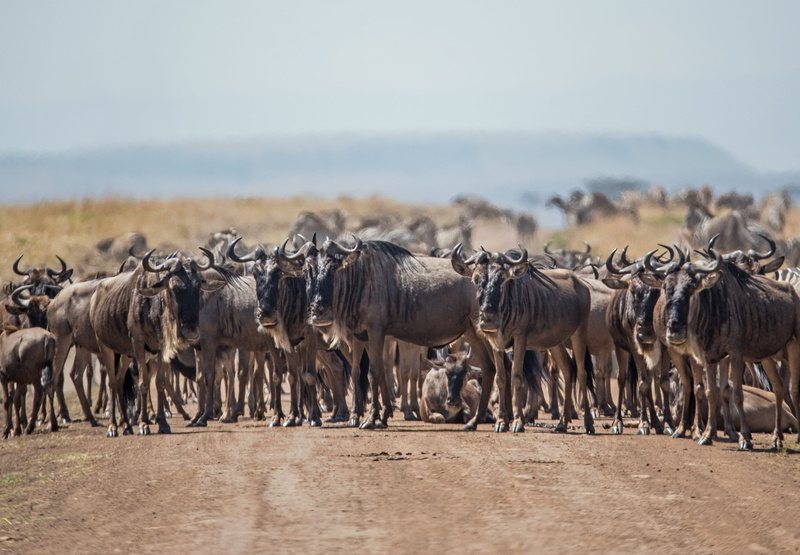 animal themes, domestic animals, day, standing, animal migration, herd, no people, animal, outdoors, wildebeest, herbivorous, safari, walking, cattle, nature