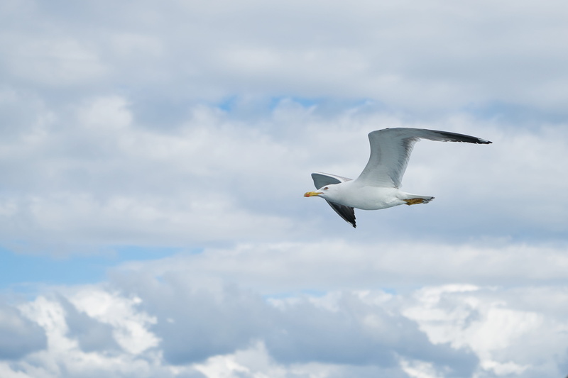 animal, flying, environmental, white color, birds, animals, gull bird, wings, animals in the wild, to migrate, beautiful, sky, bird, blue, animal portrait