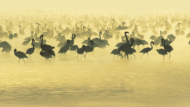 flamingo, bird, group Of Animals, sunset, large Group Of Animals, sky, pack, safari Animals, 1080P, animals And Pets, no people, wildlife, crane, silhouette