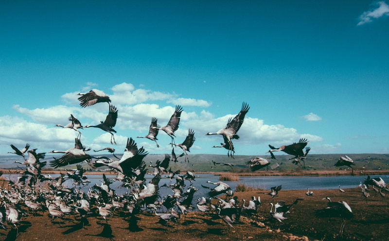 scenics, water Bird, sky, nature, group Of Animals, bosque del Apache National Wildlife Reserve, beauty In Nature, birds, large Group Of Animals, flight