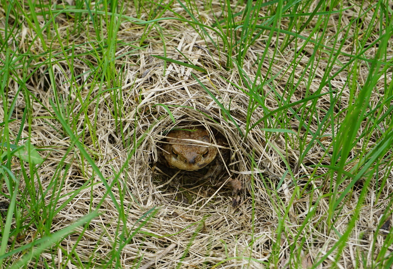 green color, toad migration, one animal, no people, high angle view, outdoors, nature, toad, amphibian, 4K, day, plant, growth, vertebrate, land, common toad