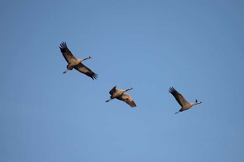 flight, pass, sky, mid-air, spread wings, 4K, animal, motion, crane bird, no people, stork, vertebrate, group of animals, animal wildlife, crane, low angle view