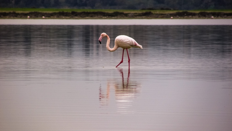 pink, body, animal themes, wildlife, pink color, beauty in nature, outdoors, salt lake, lake, ornithology, waterfront, one animal, rippled, habitat, flamingo