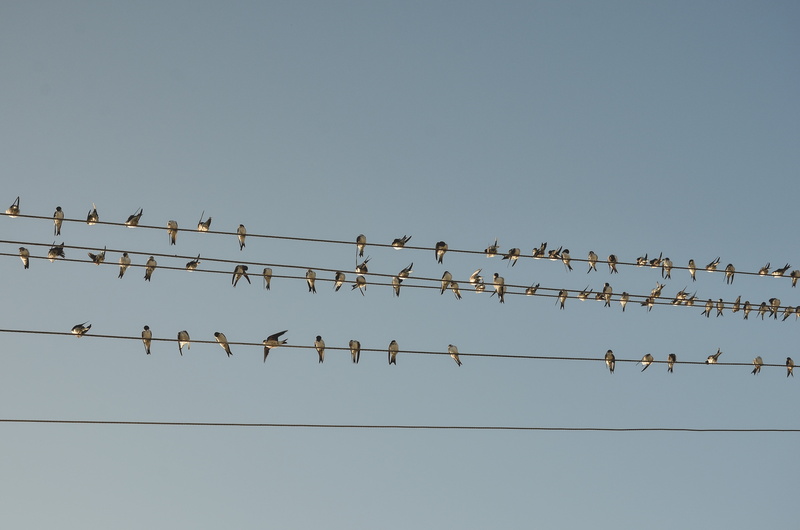 birds, bird, clear sky, perching, group of animals, reflection, power supply, power line, no people, time, nature, wire, day, animal themes, large group of animals