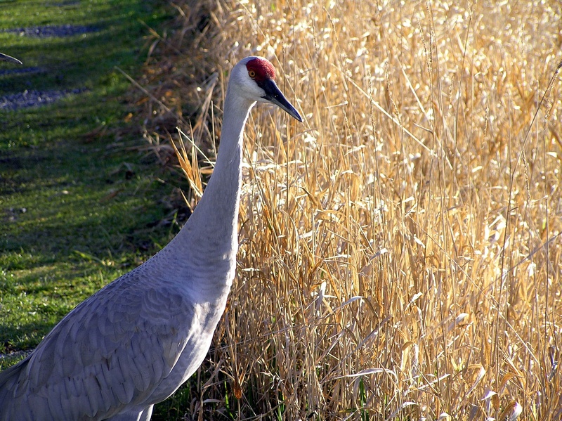 profile view, corn, symbol, animal body part, migrate, field, large, one animal, bird, nature, no people, wildlife, animal, ground-dweller, animal themes