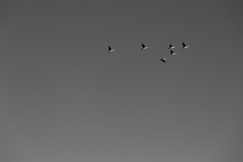 ocean, formation, sky, black and white, minimalist, bird, animal themes, 5K, togetherness, silhouette, flock of birds, mid-air, nature, copy space, eagle