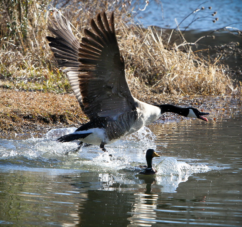 animal wing, water Bird, no people, flight, Water Fowl, splash, spreading, one animal, water, flying, beauty in nature, Creature, spread wings, 2K, animal themes