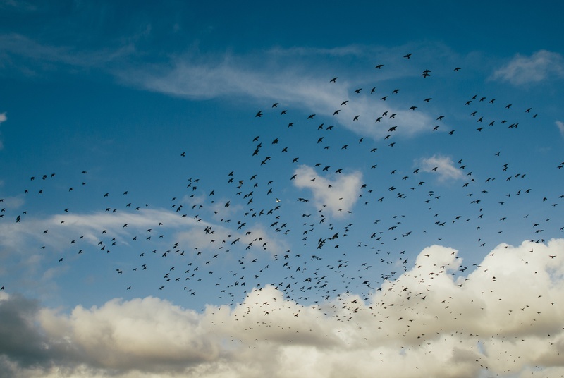 low angle view, crows, flying, no people, animal, animals in the wild, sky, 4K, mid-air, ravens, group Of Animals, large Group Of Animals, animal wildlife
