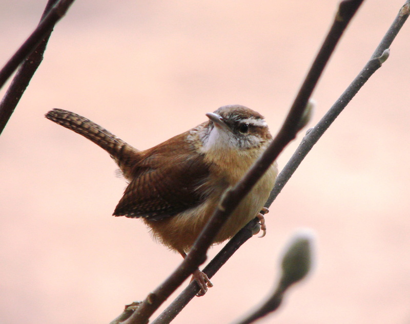 color Image, brown, perching, wildlife, wings, songbird, limb, hummingbird, sitting, species, low angle view, beak, twig, animal wildlife, animal themes